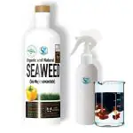 Shiviproducts Liquid Seaweed Fertilizer with Natural Growth Hormones for Vegetables and Flowering Plants 900 ml, Free Spray Bottle 200 ml (pack of 2)