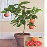 Corofitam Sweet Lemon Plant_lemon plant gajd pai(y216