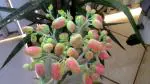 Oxygreenplant Flame kalanchoe flower plant