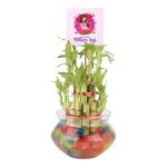 Ferns N Petals 2 Layer Lucky Bamboo Plant With Happy Womens Day Tag In Glass Vase 4X4 inch