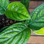 Ashokavanam Monstera Karstenianum Peru (Philodendron Opacum) Plant