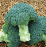JIGNISHA SEEDS Broccoli Seeds Vegetable Seeds For Planting Pack Of 100