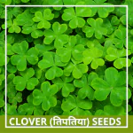 Farmgokart | 500 Seed Pack of CLOVER SEEDS | Best Suitable For Terrace And Home Gardening