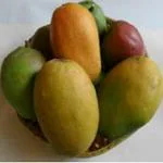 Exotica Orchids Pusa Surya Mango Plant-Grafted
