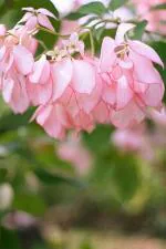 HARIGURU Mussaenda philippica flower plants hybrid variant (Pink)