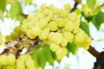 CooPany Star Gooseberry/Small Amla/Arai Nellikai Healthy Live Plant With Safe & Secure Packing