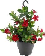 Cloud Farm Hybrid Red Mandevilla Plant - 200 mm CF37