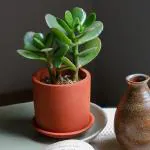 Nesfur CERA And Terra Home Decor 3 inch Cylinder Terracotta Pot with Saucer, Clay Pot, Earthen Pot for Small Cactus and Succulents (Product Doesn't Include Plant)