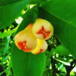 Cloud Farm Hybrid Jamun Plant - 200 mm CF2017