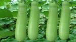 PLATONE Bottle Gourd Long/Ghiya | F1 Hybrid | Organic Seeds(Pack Of40 seeds)