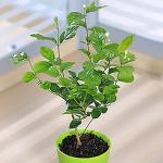 Zomoloco Jasmine PlantJui PlantIndoor Live Plant With Pot - Jasmine Live Plant Arabian Or Chameli Chamelee Motiya (Bela) Motia Mogra Flower Tree Sapling House All Season Flowering Garden Plant(1 Healthy Live Plant)