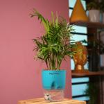 Hug A Plant Chamaedorea Palm (Chamaedorea seifrizii) - Live Plant (With Self-Watering Pot & Plant) (Color: Blue)
