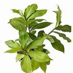 Corofitam Insulin Plant_insulin plant nsgfkfjn pai(x437