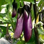 XOLDA Organic Chukka Kura Seed (82 per packet)