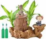 Good Luck Brazil Wood Potted Plant, Healthy Indoor Live Lucky Brazilian Wood Plant for Living Room, Feng Shui Plant(without Pot)(pack of 1)