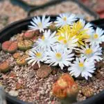 NooElec Seeds India 50 Seeds- Lithops Mix Living Stones Desert Rock Plant Seeds For Sowing Home Garden- Grow Indoor & Outdoor Both