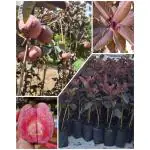 Cloud Farm Dwarf Malaysian Red Guava Plant - Red Skin Red Flesh All Season Guava Fruit Tree (1 Healthy Plant with polybag),CF_N142