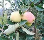 GLOBALPLANTS HRMN 99 APPLE PLANT V