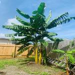 Kapebonavista Musa Chini Champa banana live plant