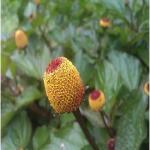 Kapebonavista spilanthes paniculata sapling plant, toothache plant, akarkar