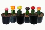 Indian Gardens Black Moon Cactus Live Plants (Pack Of 6)