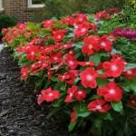 PLATONE Plant Sadabahar Plant (Hybrid, Pack Of 1)