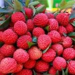 Corofitam Litchi Plant_NEW-P3-EA-184(x227