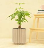 UGAOO Planter Vase Cylinder Groove Ivory - Medium