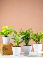 Nurturing Green Combo of 4 Air Purifying Indoor Plants in White Fiber Pots