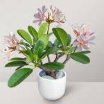 Cloud Farm Hybrid Plumeria Plant - 200 mm CF10