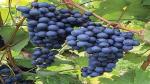 Corofitam Grapes Plant Black Grapes Plant ( HYBRID )