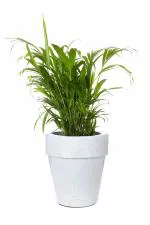 Blume Curvada Small white stone 15 inch indoor outdoor plastic Plant Flower Pots |bedroom|living room|Lawn| Patio Pots.