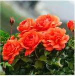 PLATONE Rose Plant (Pack Of 1)