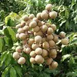 Cloud Farm Hybrid and Dwarf Longan Litchi Plant - 180 mm CF5342