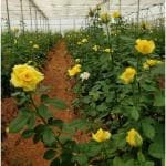 Cloud Farm 'Lady Banks' Yellow Rose Flower Plant 1 Grafted Rose Healthy Plant CF_1224