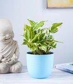 Nurturing Green Live Money Plant Green In Blue Wave Pot