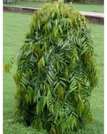 Afflorance Ashoka Tree Seeds Saraca Asoca Medicinal Plant