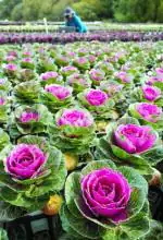 Jignisha Seeds Ornamental Kale - Brassica Oleracea Hybrid Flower Seeds - Pack Of 30