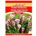 SENECIO Oxalis Versicolor Candy Cane Sorrel 20 Seed Per Packet