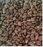 Green India Shami Tree/Banni Tree/Vanni Maram/Prosopis Cineraria Tree Seeds_400 gm
