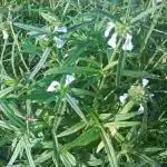 Plantzoin Common leucas Chhota halkusa Leucas aspera Gaisa Live Plant