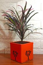 Rolling Nature Air Purifying Red Edged Dracaena Marginata Plant in Orange Cube Aroez Ceramic Pot