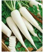PARYAVARAAN Radish Warsha Bahar Vegetable Seeds For Summer Season Home Gardening Pack of 50 Seeds