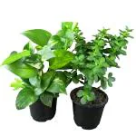 Online Plant Bazar Green Good Luck Indoor Jade And Money Plant Combo Pack With Pot (Set Of 3)