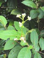 Plantzoin Chinese knotweed Paral Persicaria chinensis Govinda garuda Live Plant