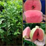 Cloud Farm ALLTIME JAPANESE SEEDLESS RED DIAMOND GUAVA AMRUD FRUIT GRAFTED Healthy PLANT(Pack Of 1),CF_N165