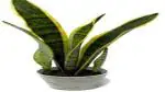 Platone Snake Plant IIO9-Snake plant