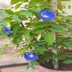 PLATONE Aparajita/ Butterfly Pea Plant_aparajita plant jkbfjsk pai(y158