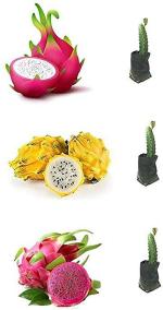 Baishnab Dragon TreeDragen PlantHYBRID DRAGON FRUIT PLANT 1(E30)