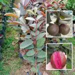Online Plant Bazar Red Alltime Malaysian Sweet Guava Live Plant-Mg2